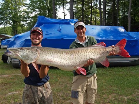 New Michigan State Record Great Lakes Muskie Caught in Torch Lake, Near Traverse City | Musky ...