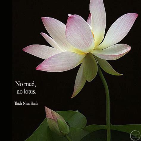 No Mud No Lotus Quote - ShortQuotes.cc