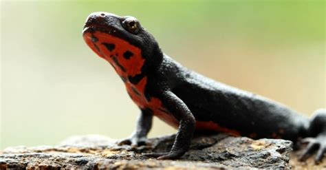 Salamander Teeth: Everything You Need To Know - A-Z Animals