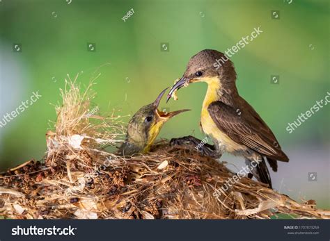 45,398 Baby Birds Feeding Royalty-Free Images, Stock Photos & Pictures ...