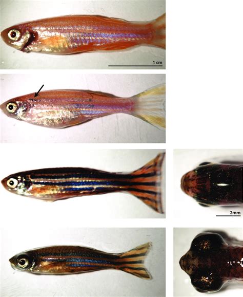 Zebrafish mutants modeling pigment defects and myopia. (a) Lateral view ...