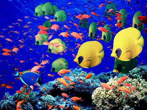 Red Sea or Maldives Diving Holiday? | Dive Reviews & Reports