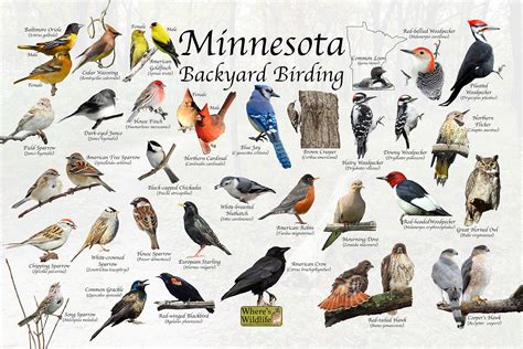 Bird Species in Minnesota – Nature Blog Network