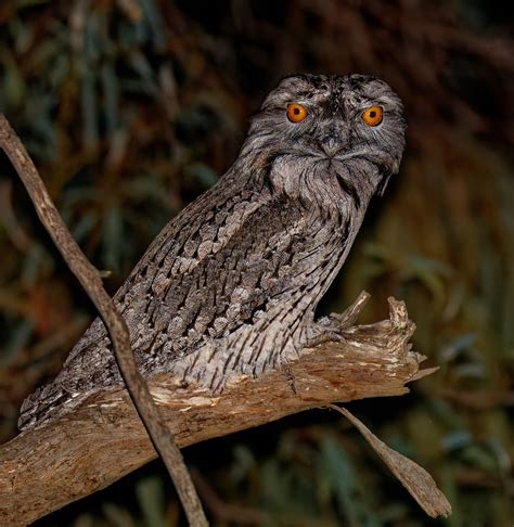 Bird of the month: Tawny Frogmouth – Connecting Country