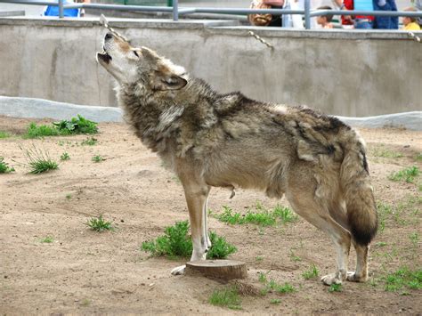 File:Howling wolf 02.jpg - Wikipedia, the free encyclopedia