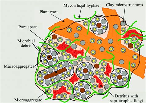 1 Examples of microhabitats found in soil. Nitrogen mineralization and ...