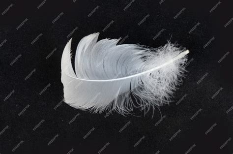 Premium Photo | White swan feathers isolated on black background