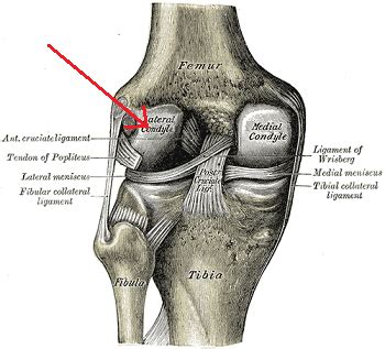 Popliteus Muscle | Action, Function & Location | Study.com