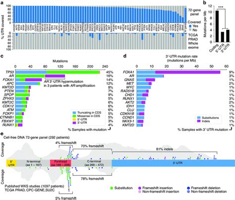 Somatic mutation rates in the untranslated regions of prostate cancer... | Download Scientific ...