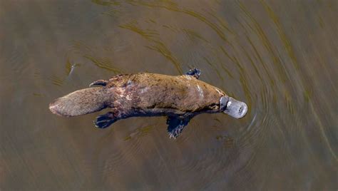 Genomic Analyses Reveal Why The Platypus Lays Eggs And Sweats Milk | IFLScience