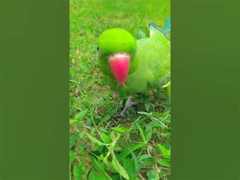 Parrot | Parrot Bird | Popat - YouTube