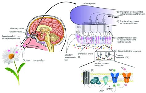 Schematic representation of olfactory transduction mechanism ...