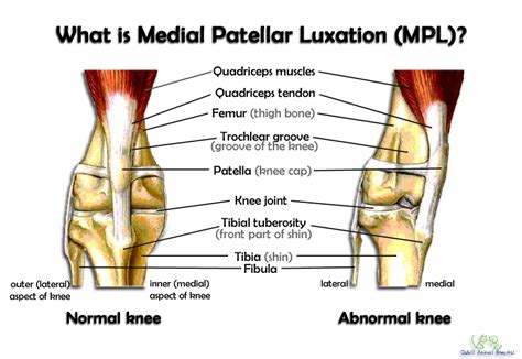 Bone & Joints: Medial Patellar Luxation