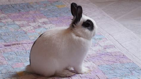 Mini Rex Rabbit - Complete Breed Guide & Facts