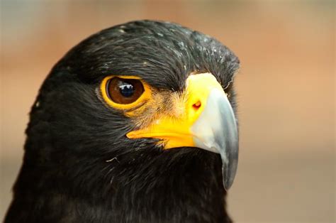 Verreaux's Eagle - Birds - South Africa