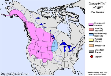 Black-billed Magpie - Species Range Map