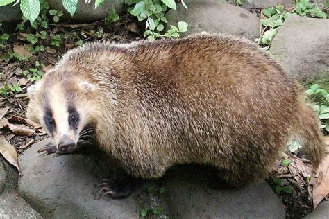 Badger Species: How Many Types Of Badgers Exist In The World?