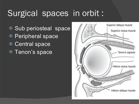 Orbit anatomy