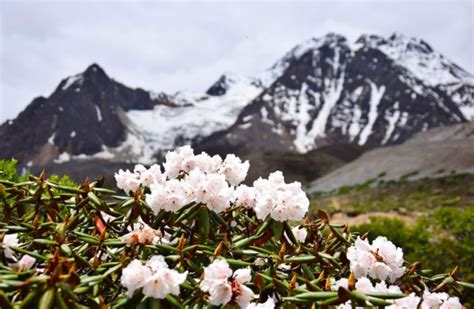 Modern plant diversity hotspot traced to mountain ranges 30 million years old - OU News