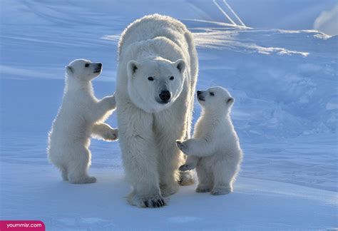 World Visit: Antarctic Animals