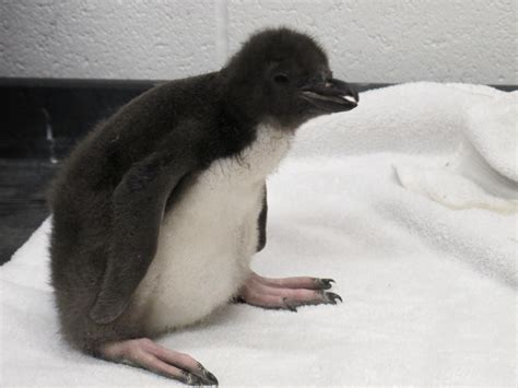 Macaroni Penguin Hatchling Welcomed At Pittsburgh Zoo & PPG Aquarium | 90.5 WESA