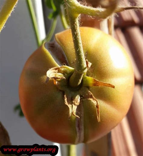 Tomato tree - How to grow & care