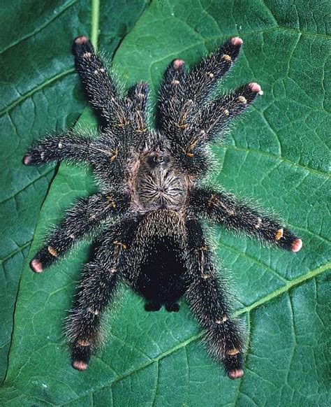 Beginner's Guide To The Pink Toe Tarantula