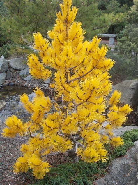 Chief Joseph Pine | Conifers garden, Evergreen plants, Evergreen garden