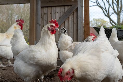 All You Need To Know About The Bresse Chicken - The Happy Chicken Coop