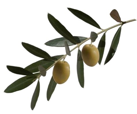 Free Olive Branch, Download Free Olive Branch png images, Free ClipArts ...