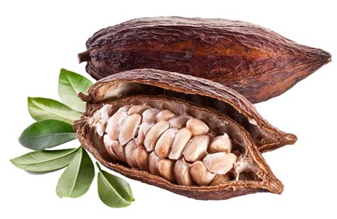 Cocoa Beans PNG Clipart | PNG All