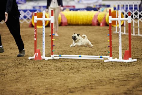 Dog Agility Competition: What You Should Know About the Sport