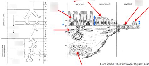 Conducting zones and Bronchus, Bronchiolem and alveolus histology ...