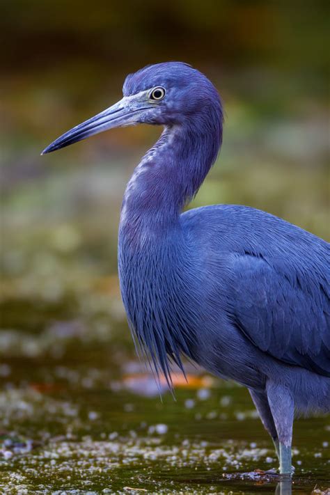 Herons | Great Blue | Tri-Colored | Photos and Prints | Joseph C. Filer Fine Art Photography