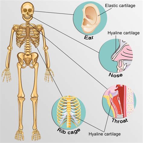 Current Approaches for Cartilage Regeneration | New Health Guide