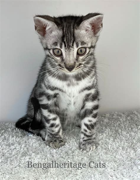 Silver Bengal Kittens | Bengalheritage Cats Ltd. | VIEW MORE