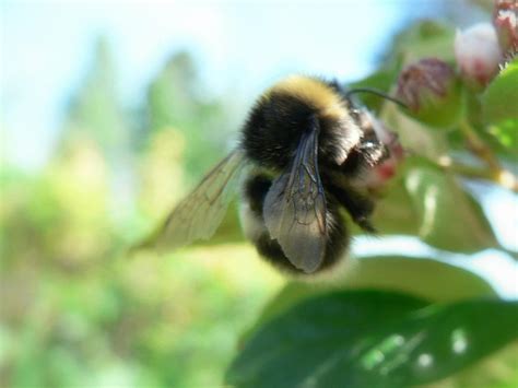 Free picture: bumblebee, bombus, insect