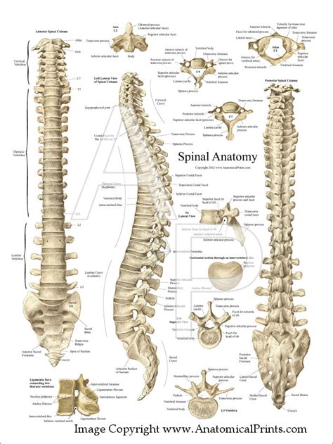 Spinal Anatomy Poster