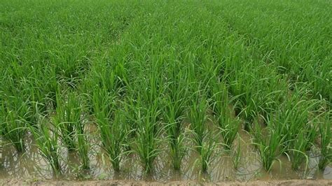 Golden Rice gets close to production in the Philippines | AGDAILY