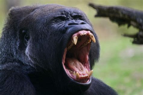 I photographed this unit of a Gorilla yawning a few years back Yawning ...