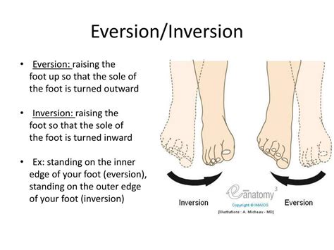 Inversion And Eversion