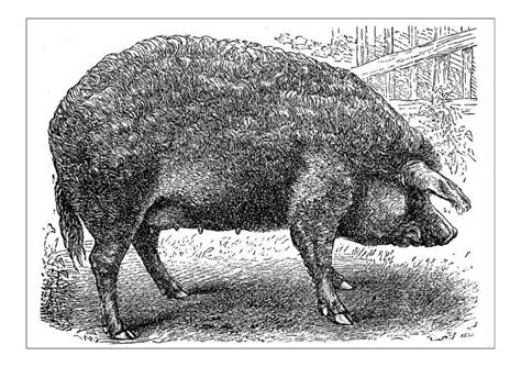 Print of Mangalica in 2021 | Domestic pig, Fine art, Animal groups