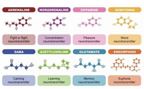 Neurotransmitters 101: The Blend Institute: Integrative Medicine Practice