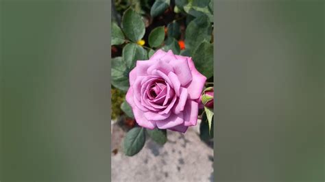 Neelambari Rose flower Gulab ka Id #flower - YouTube