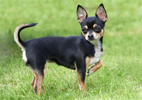 Chihuahua For Sale - PetsForHomes