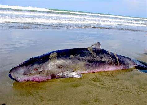 Dwarf Sperm Whale – "OCEAN TREASURES" Memorial Library