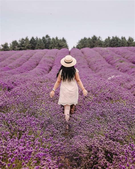 COTSWOLD LAVENDER FIELDS: 7 TOP TRAVEL TIPS FOR YOUR VISIT - Third Eye Traveller • Solo Female ...