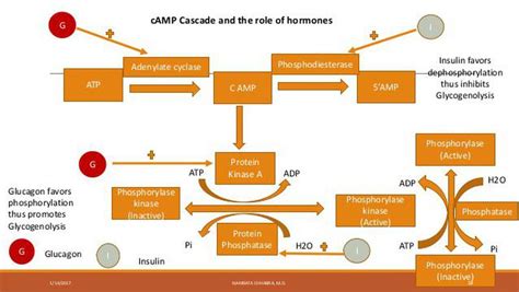 Glucagon and glycogenolysis - MEDizzy