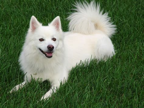 American Eskimo Dog: Temperament, Grooming, Training Methods and More - HubPages