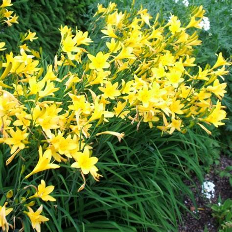 Yellow Daylily | Star Nursery Garden and Rock Centers